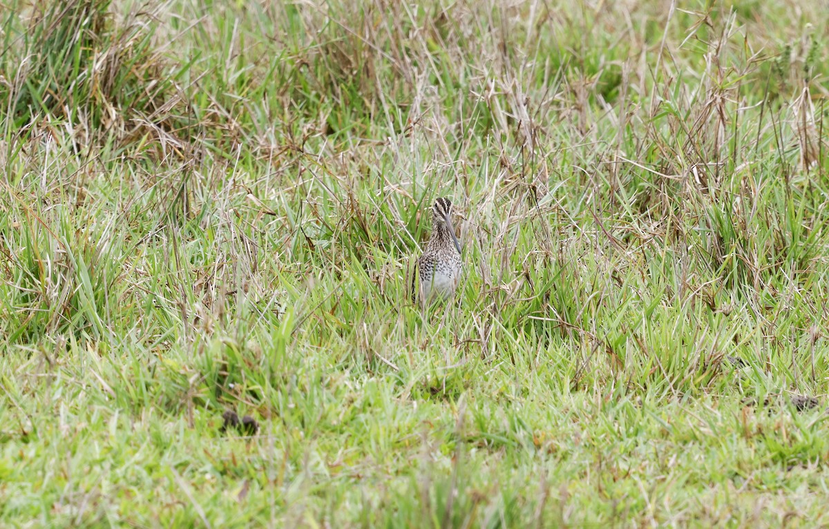 Pantanal Snipe - ML644805237