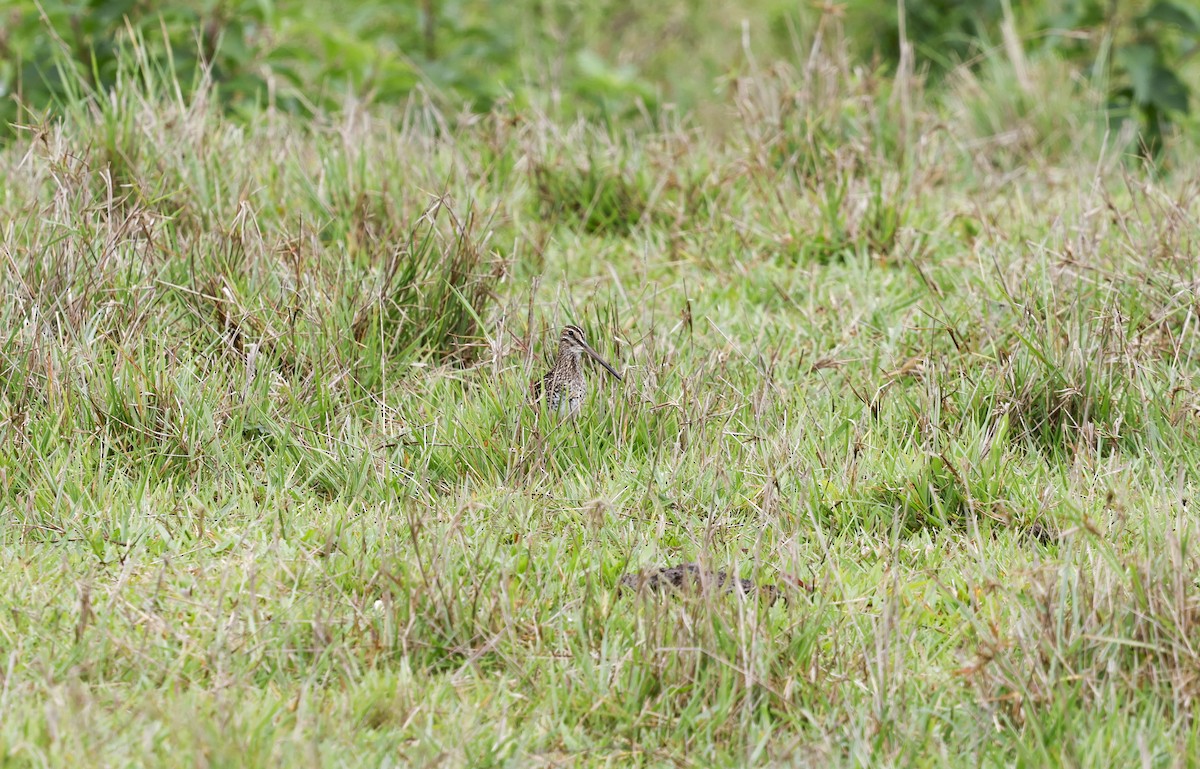 Pantanal Snipe - ML644805238
