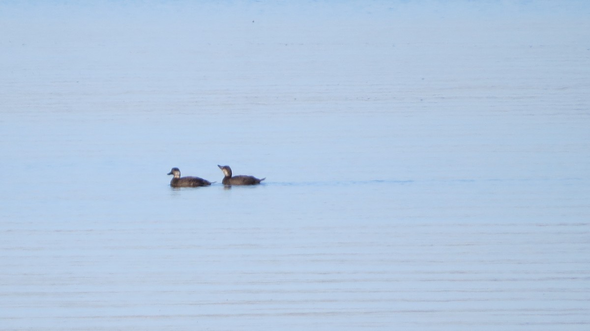 Black Scoter - ML644805256