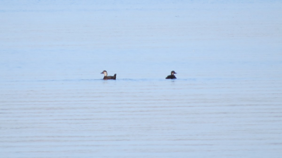 Black Scoter - ML644805258