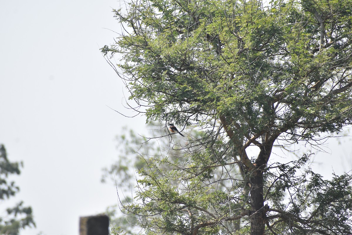 Bay-backed Shrike - ML644805261