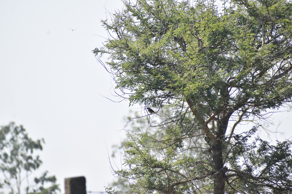 Bay-backed Shrike - ML644805262