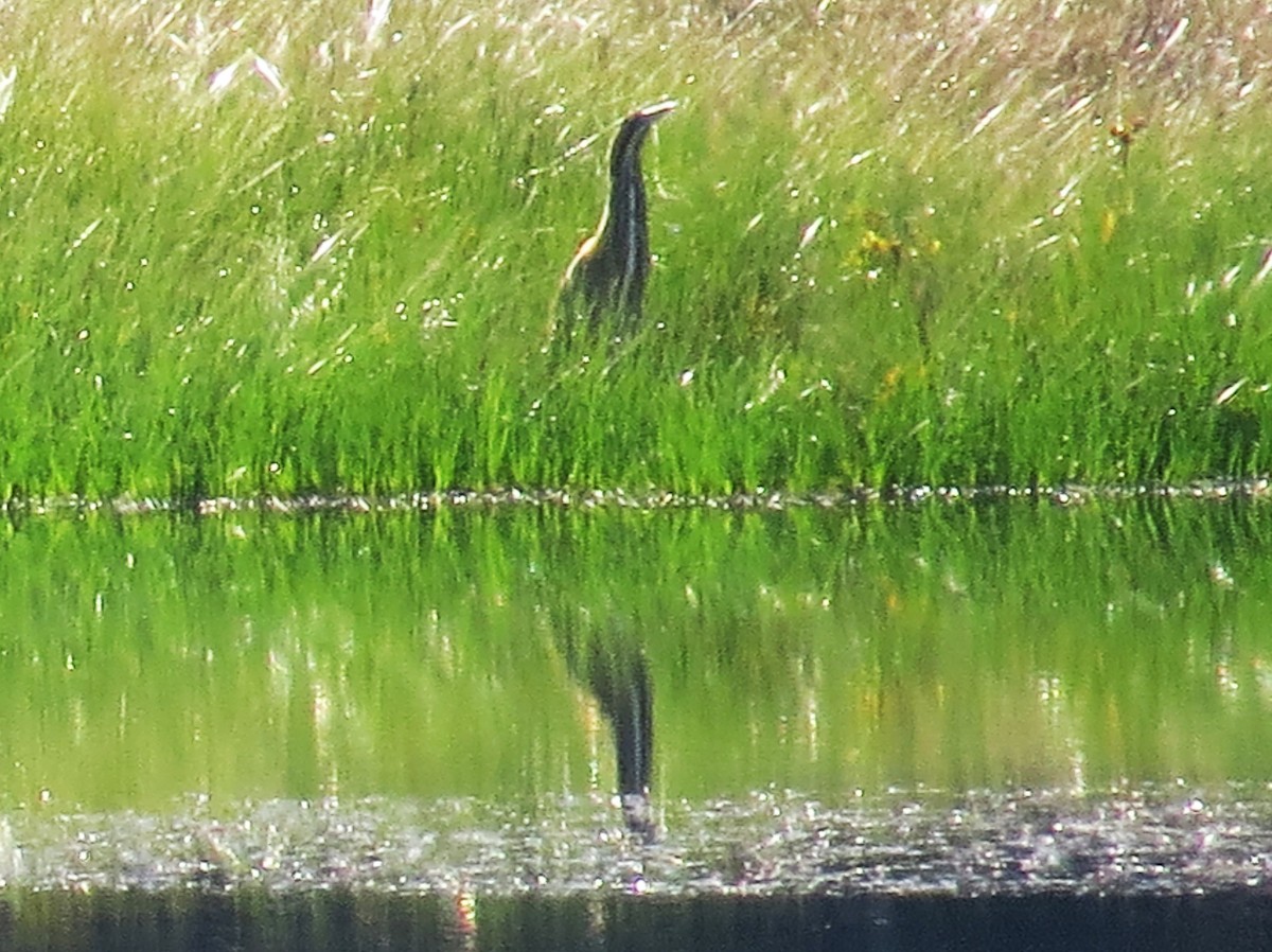 American Bittern - ML644805281