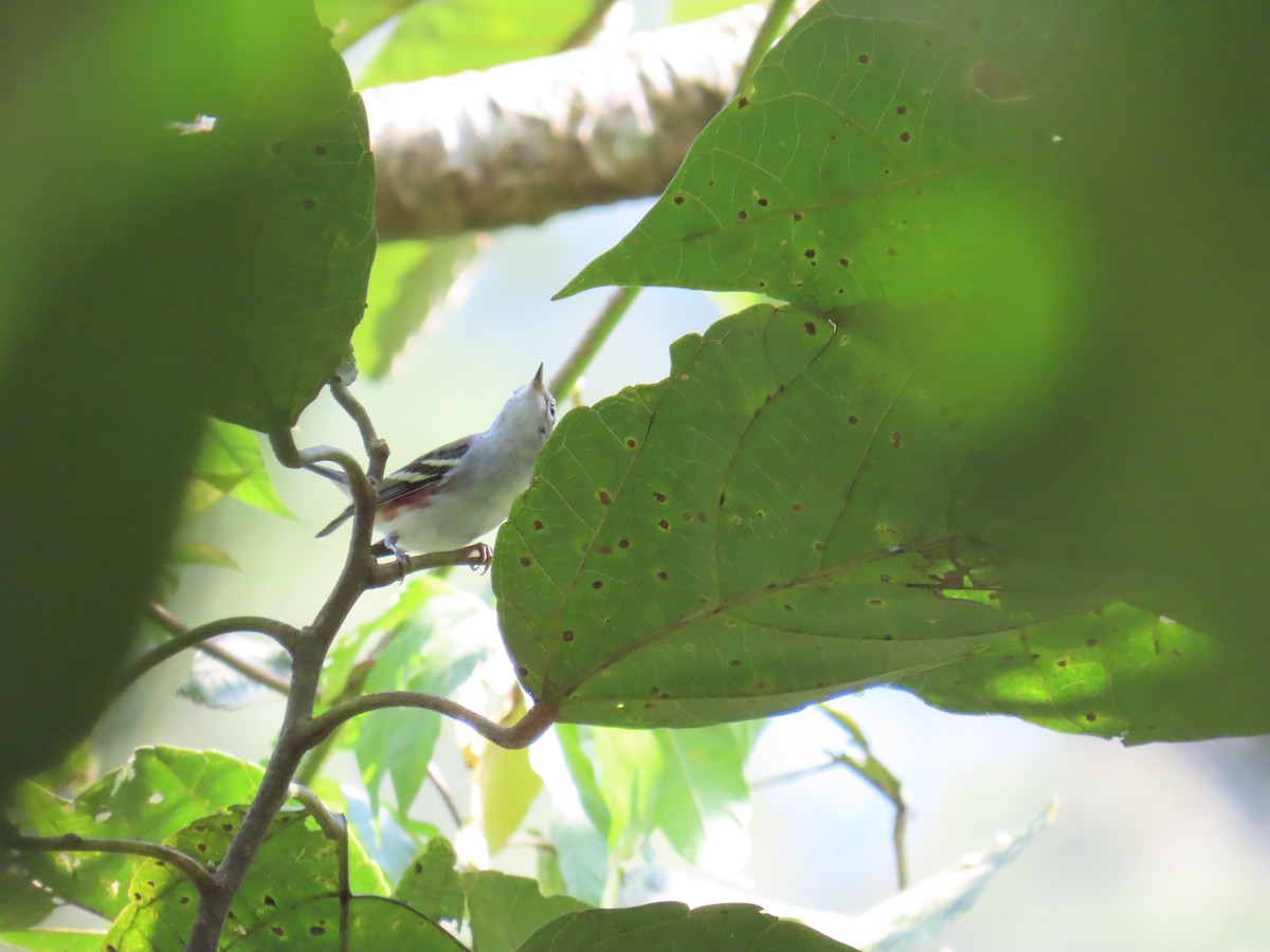 Пісняр-лісовик рудобокий - ML644805283