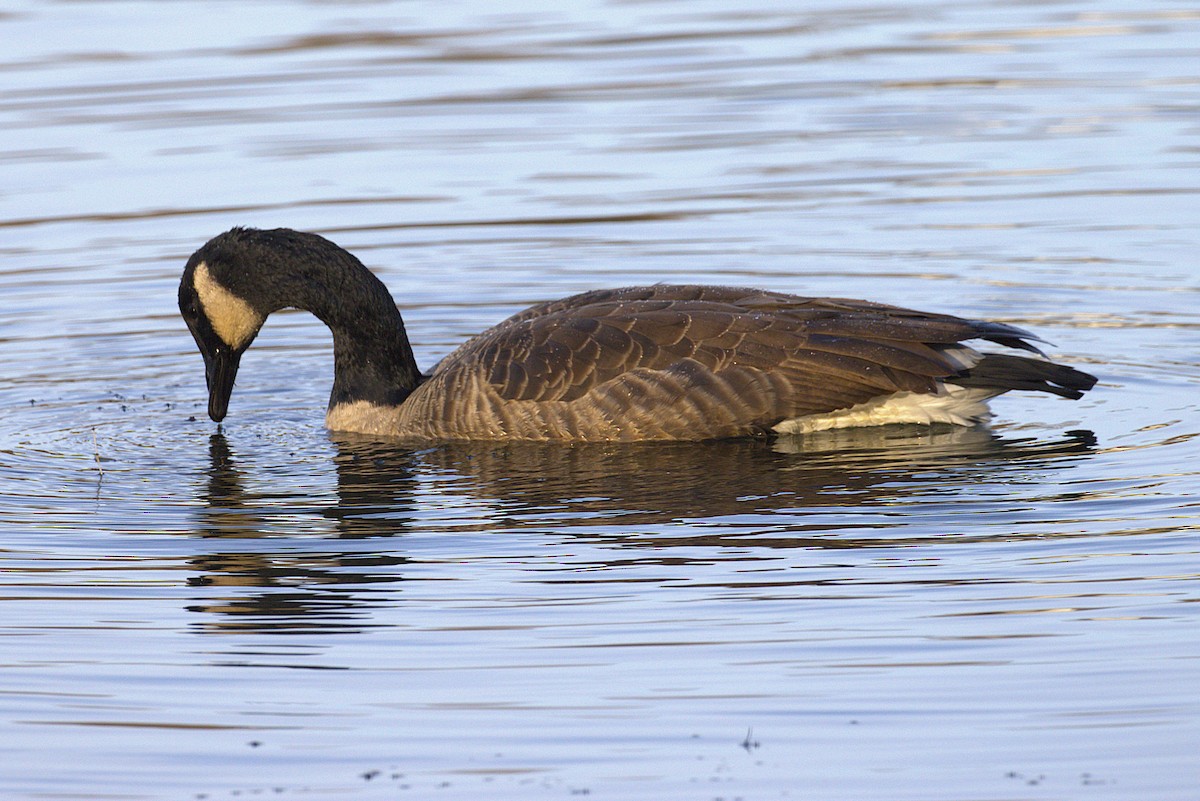 ברנטה קנדית - ML644805318
