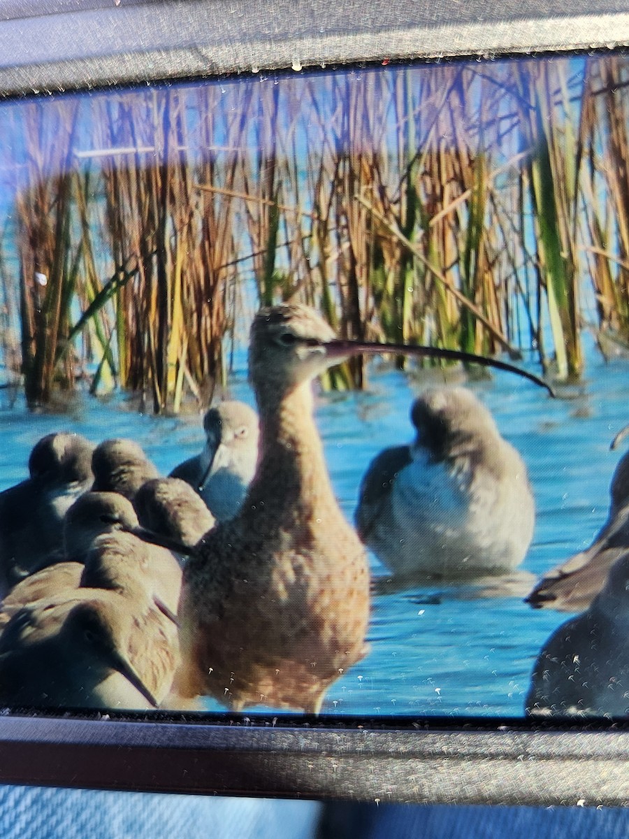 Long-billed Curlew - ML644805335