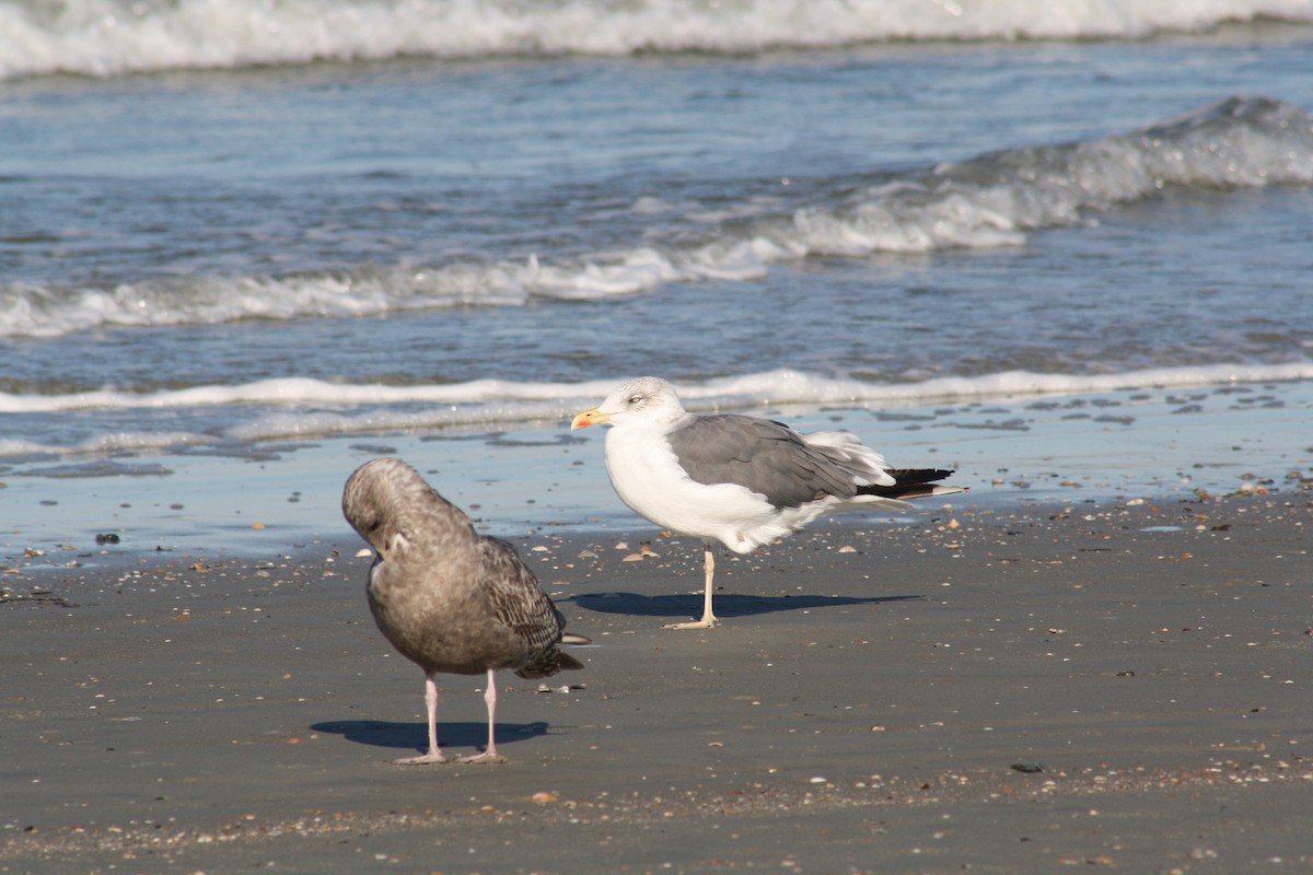 Lesser Black-backed Gull - ML644805337