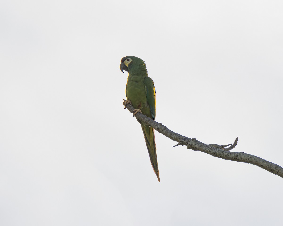 Blue-winged Macaw - ML644805354
