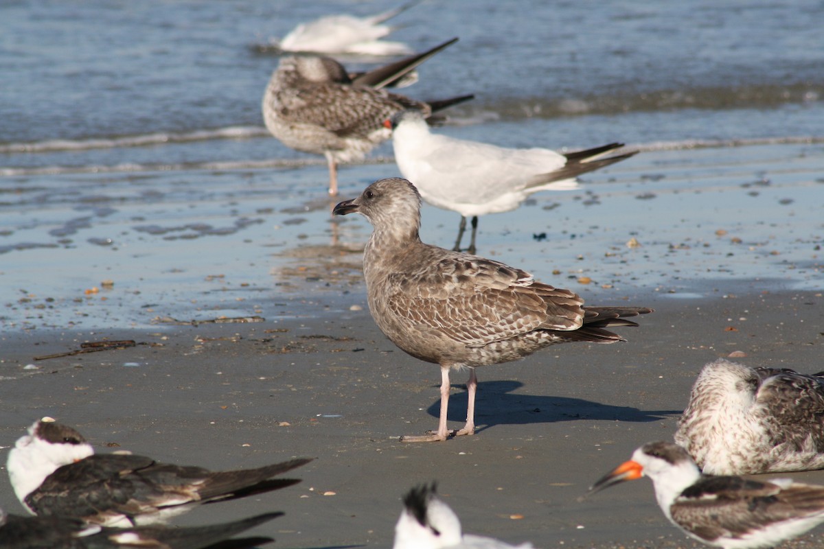 Lesser Black-backed Gull - ML644805394