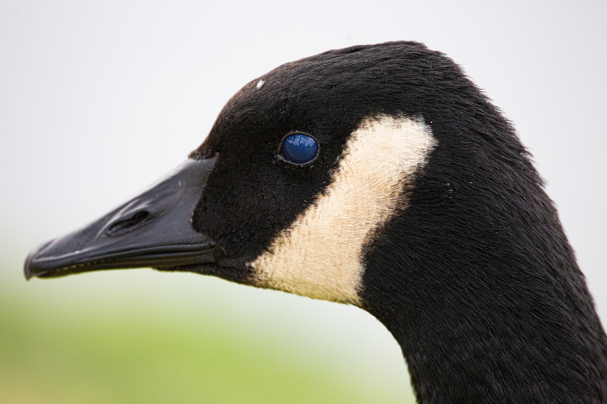 ברנטה קנדית - ML644805406