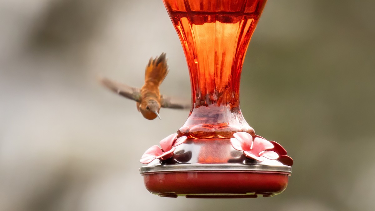 Rufous Hummingbird - ML644805413