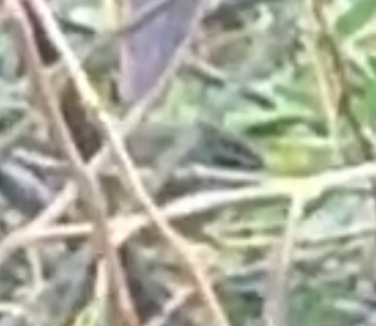 עלווית כהה - ML644805423