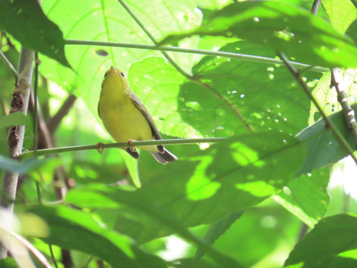 Northern/Mangrove Yellow Warbler - ML644805427