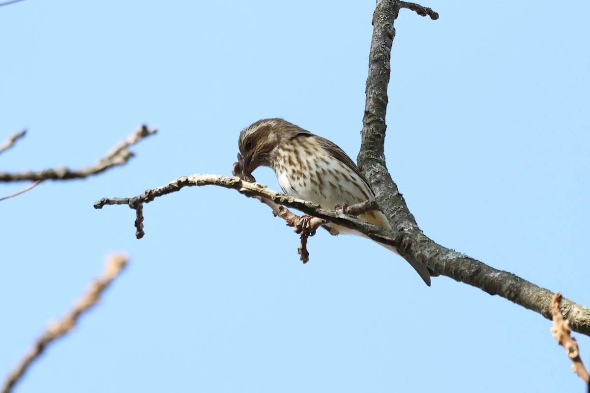 Purple Finch - ML644805428