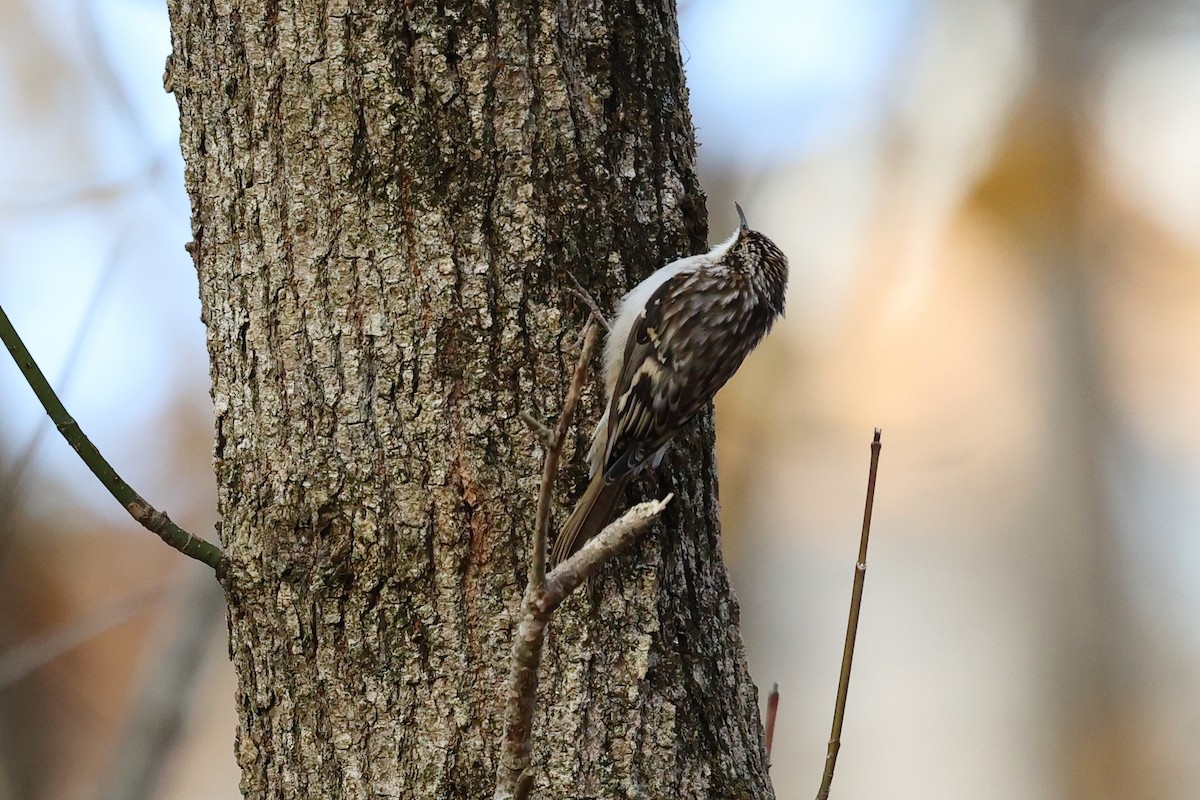 Brown Creeper - ML644805453