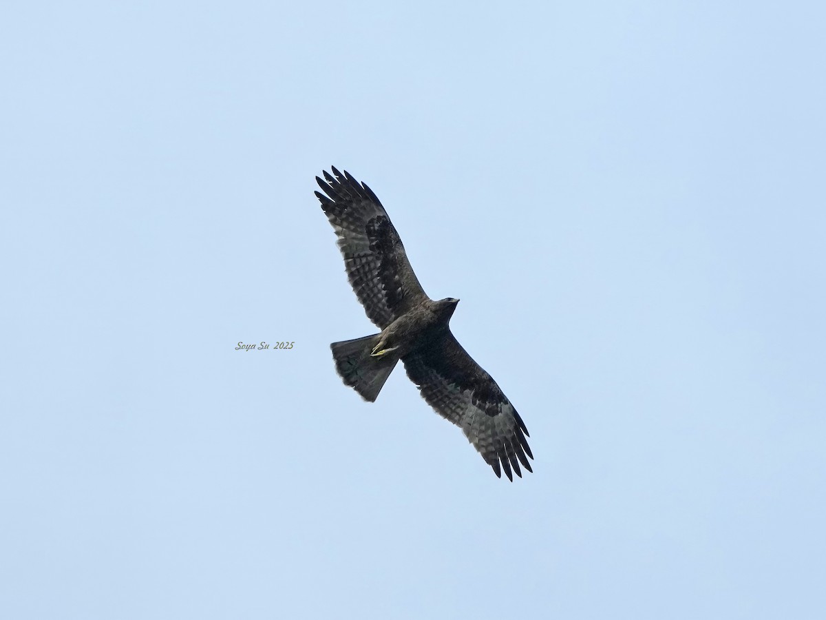 Booted Eagle - ML644805465