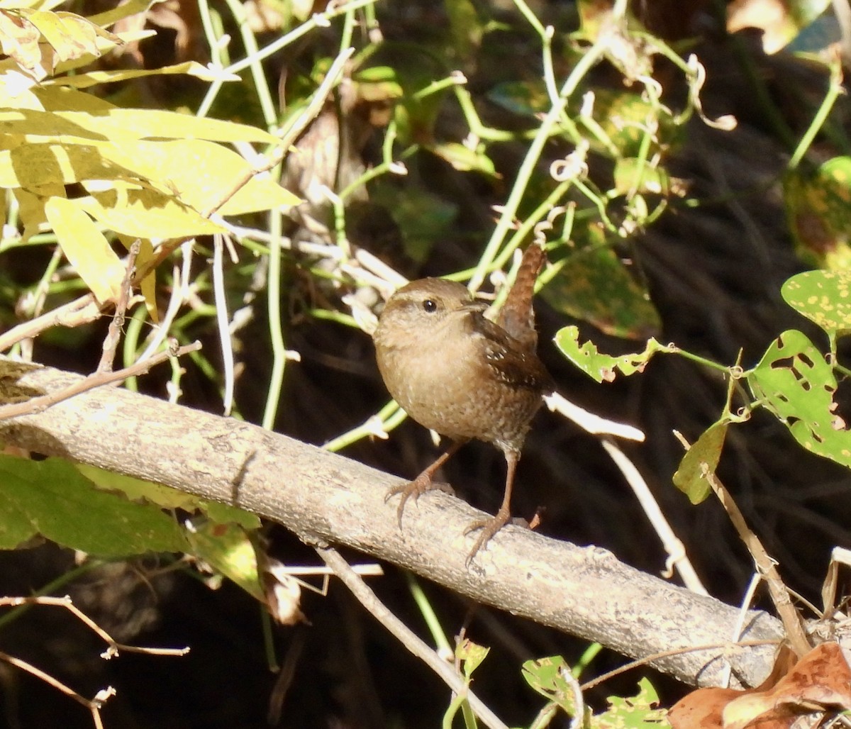 Winter Wren - ML644805469