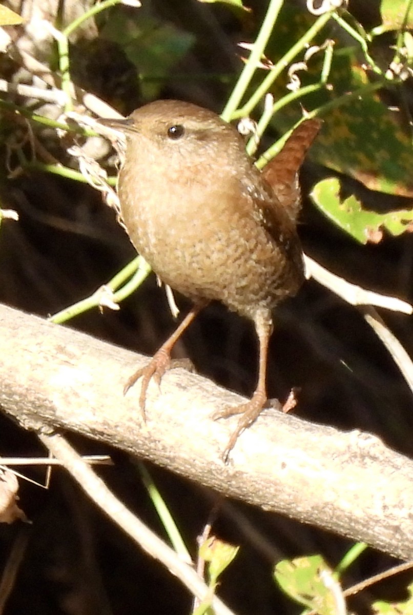 Winter Wren - ML644805470