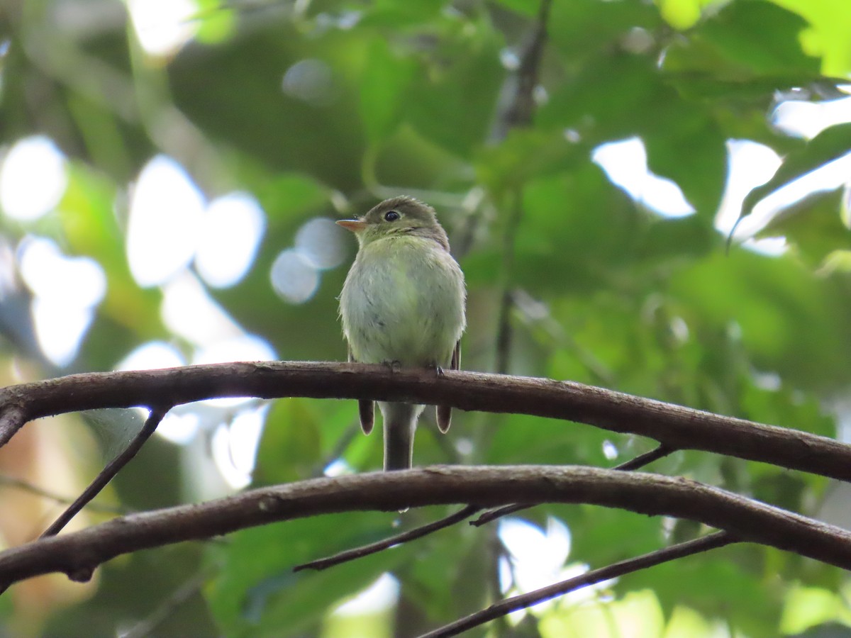 Yellow-bellied Flycatcher - ML644805512