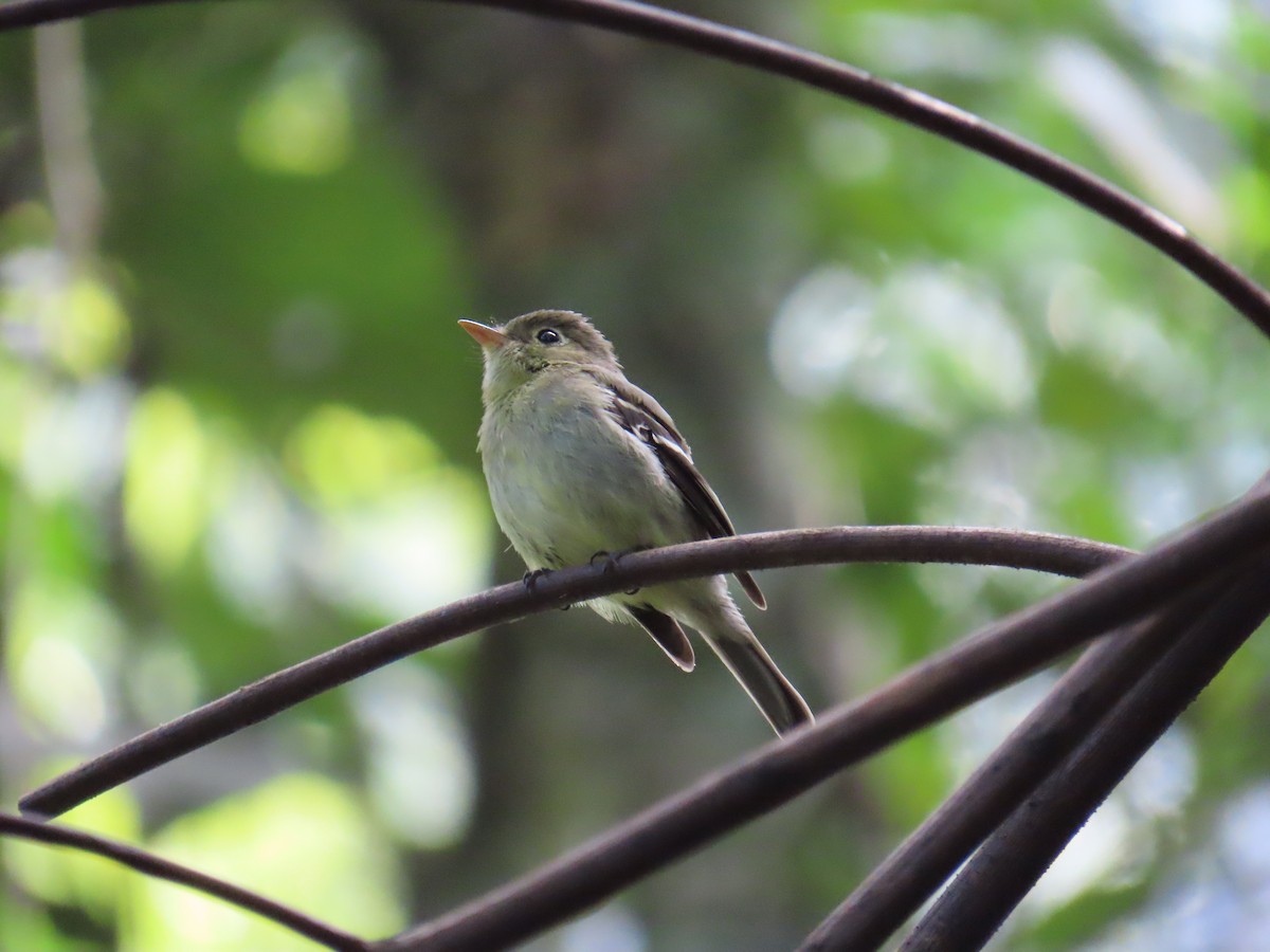 Yellow-bellied Flycatcher - ML644805531