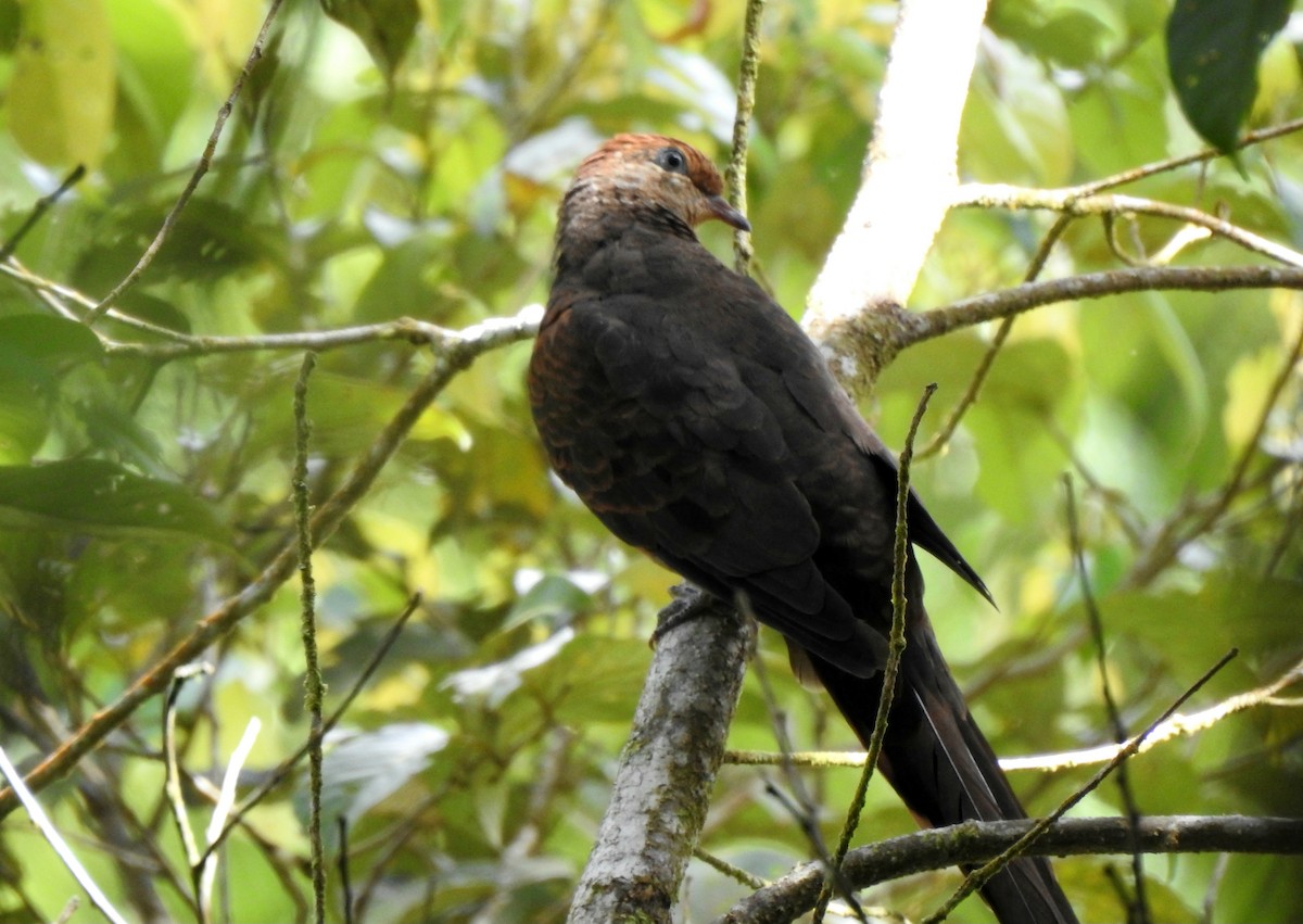Little Cuckoo-Dove - ML644805532