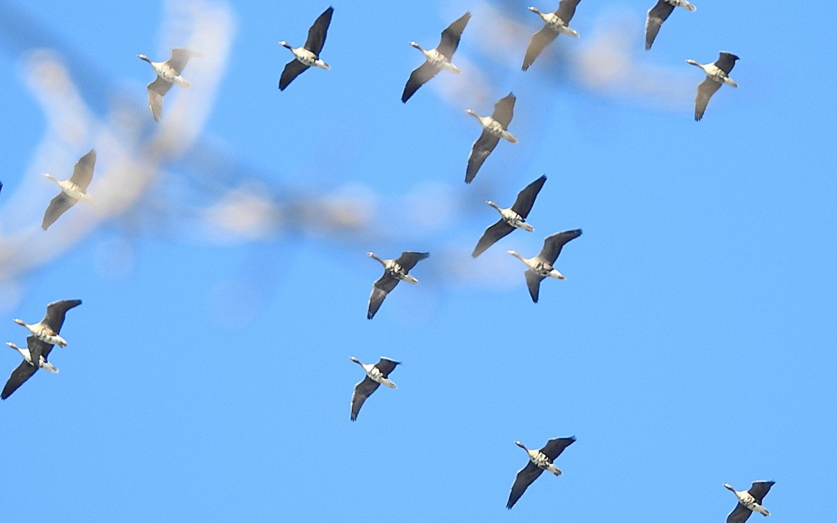 husa běločelá - ML644805533