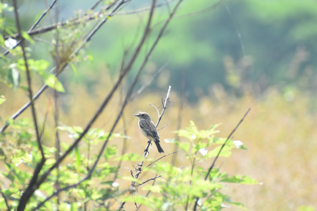 bramborníček sibiřský - ML644805534