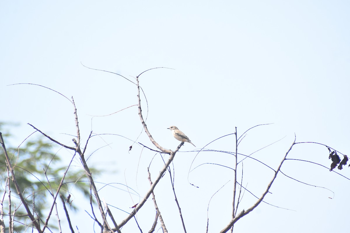 bramborníček sibiřský - ML644805535