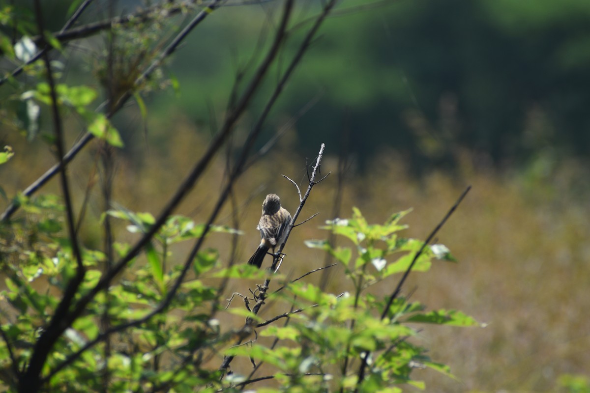 bramborníček sibiřský - ML644805536