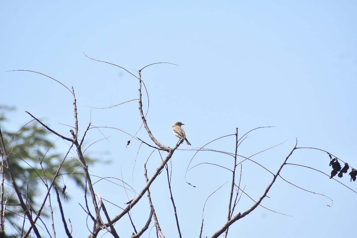 bramborníček sibiřský - ML644805537