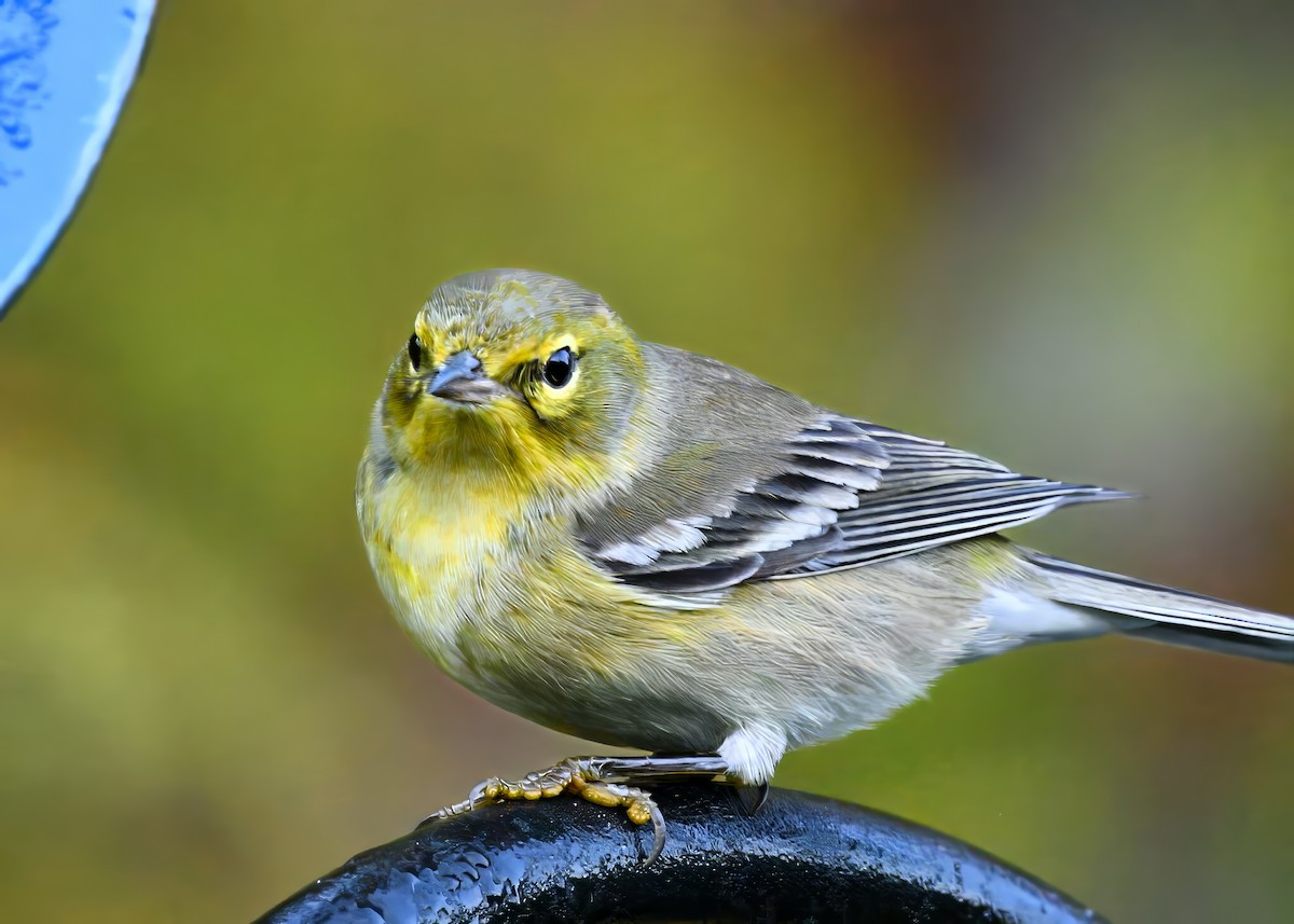 Pine Warbler - ML644805538
