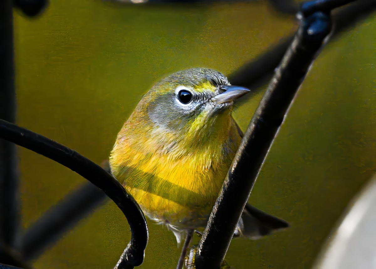 Pine Warbler - ML644805539