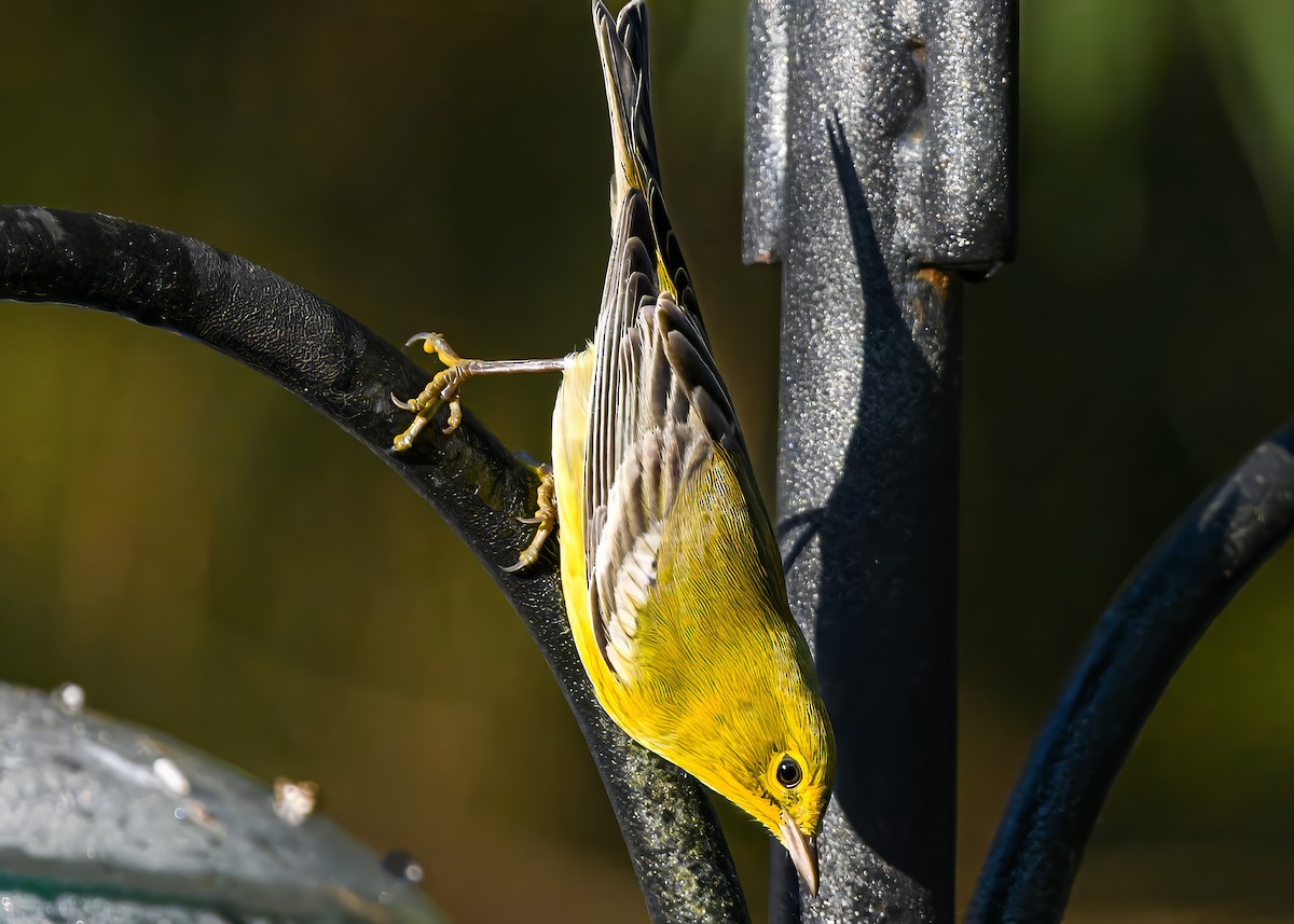 Pine Warbler - ML644805540
