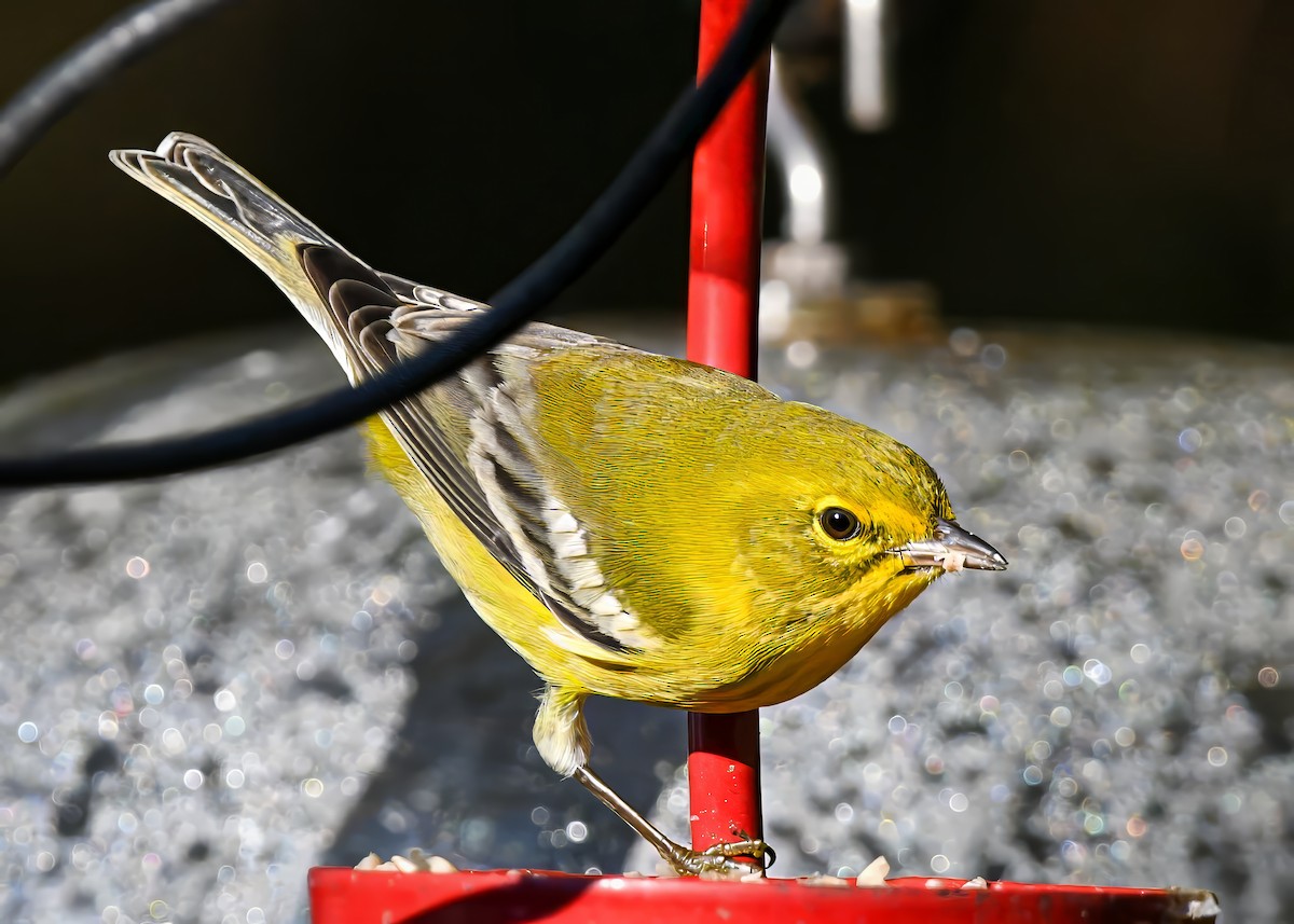 Pine Warbler - ML644805541