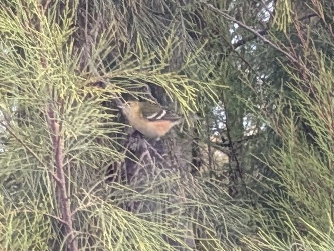 Bay-breasted Warbler - ML644805554
