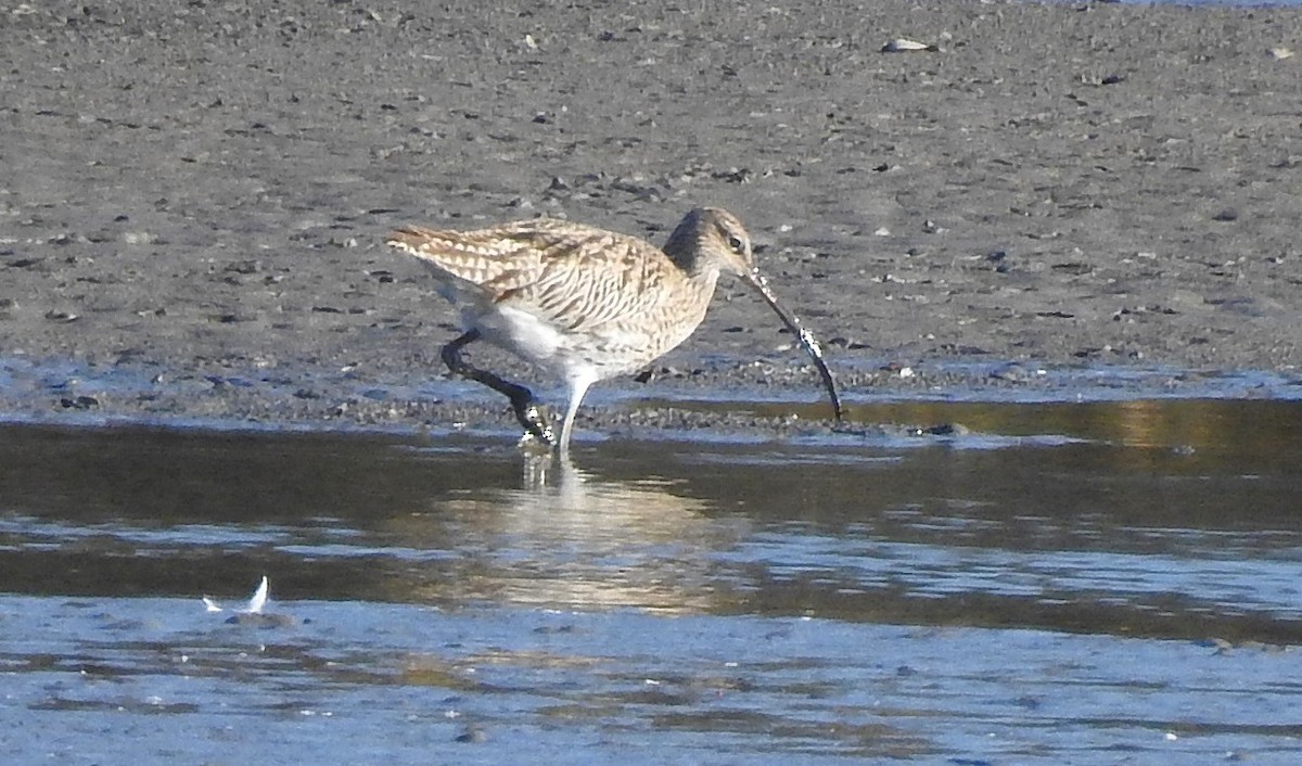 koliha velká - ML644805558