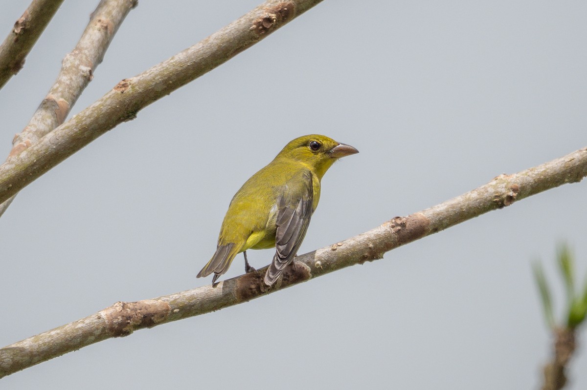 rødpiranga - ML644805559