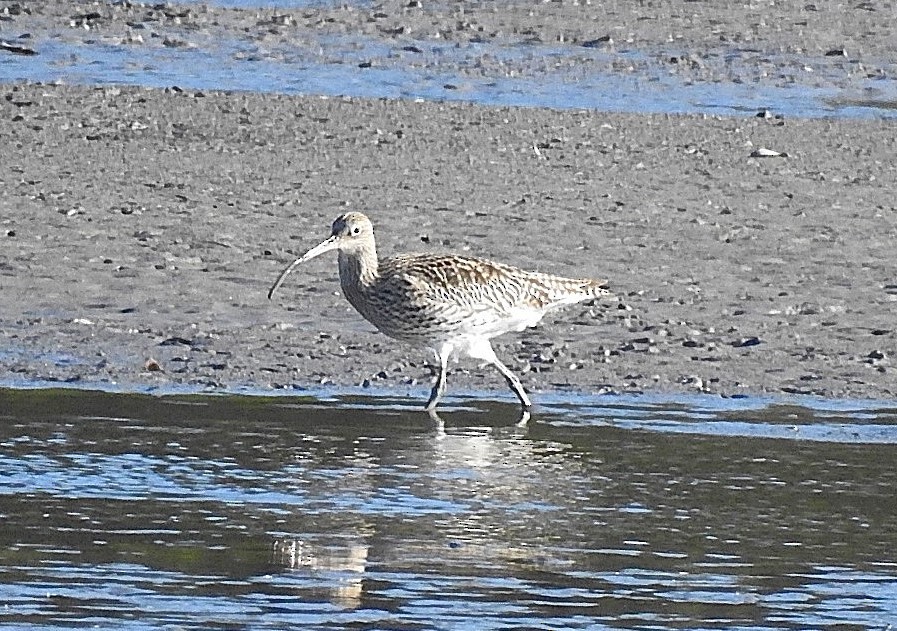 koliha velká - ML644805566