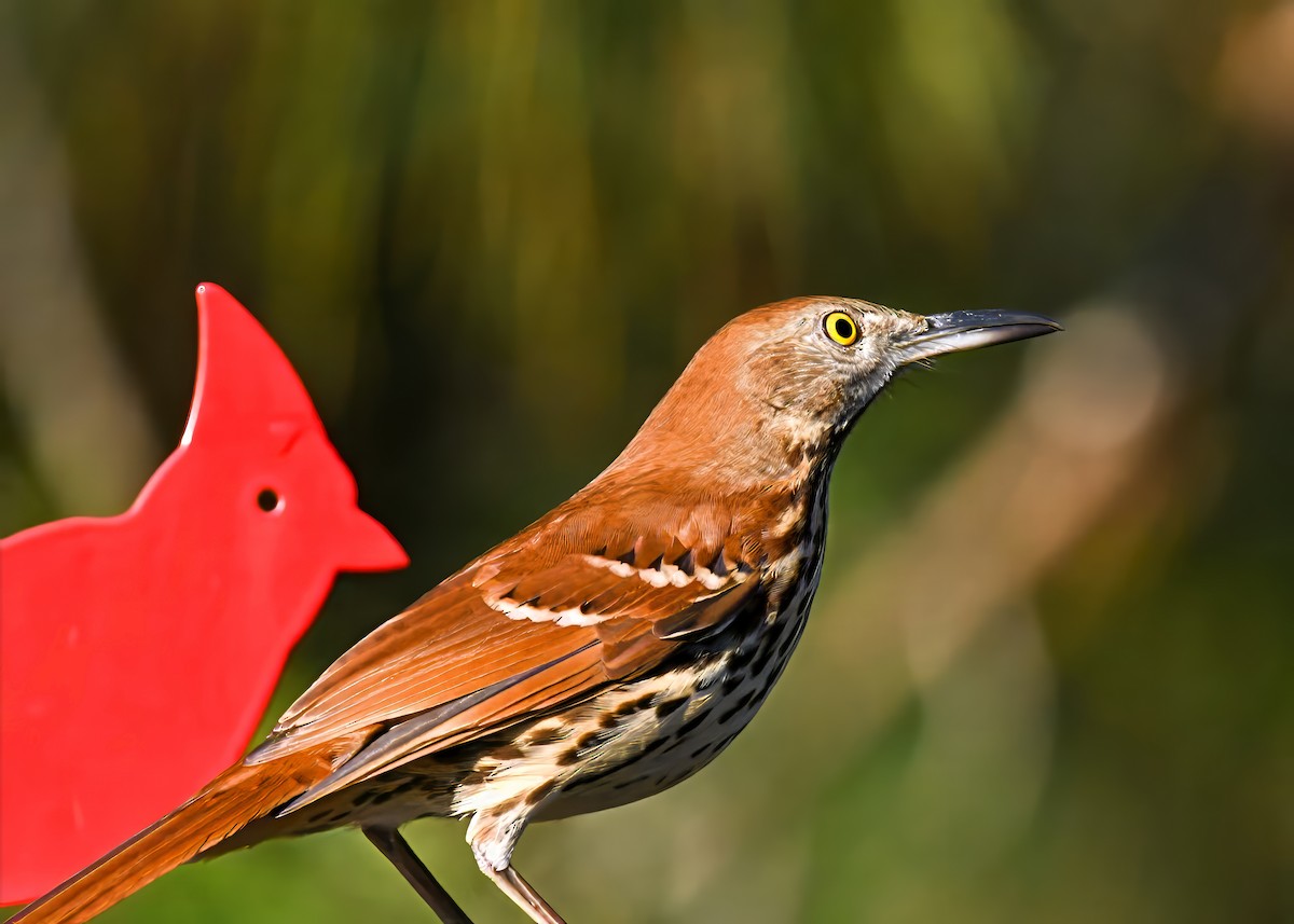 Brown Thrasher - ML644805568