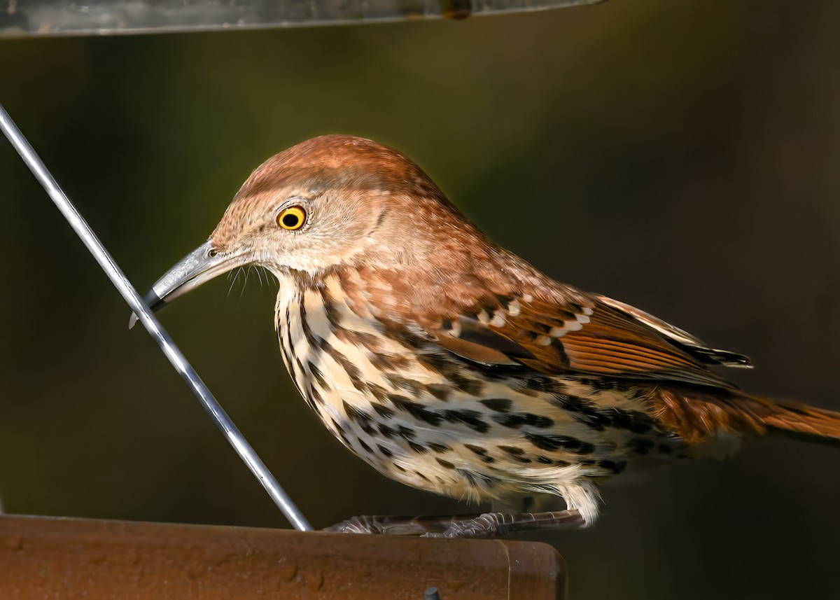 Brown Thrasher - ML644805569