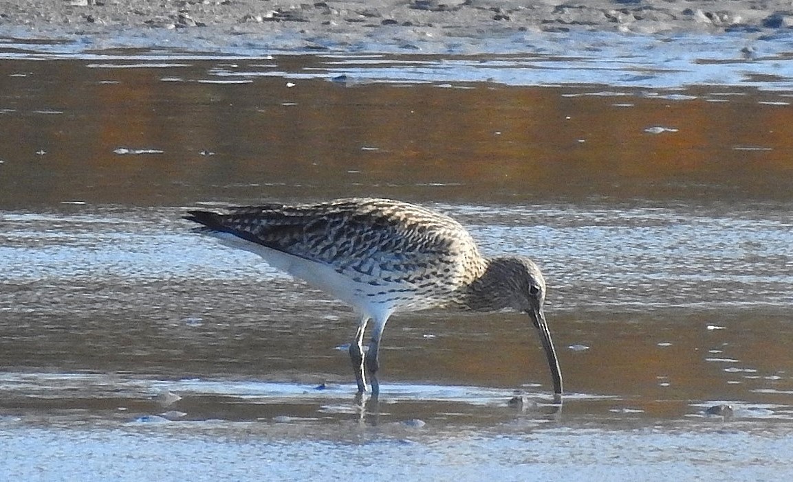 koliha velká - ML644805583