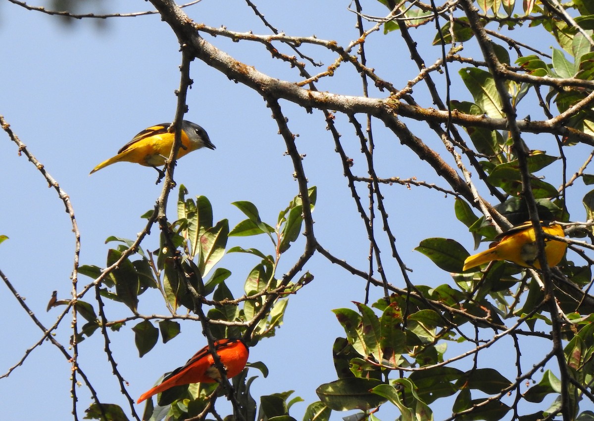 Gray-chinned Minivet - ML644805593
