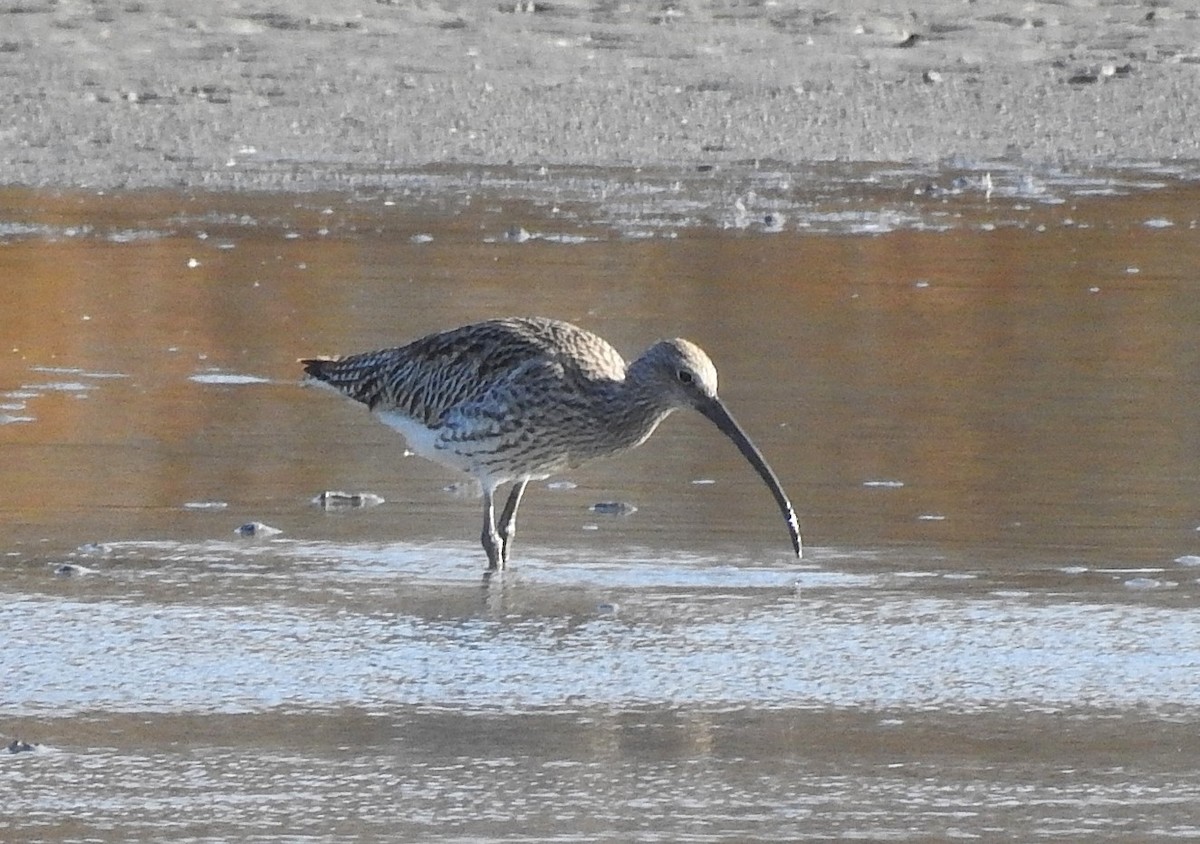 koliha velká - ML644805595