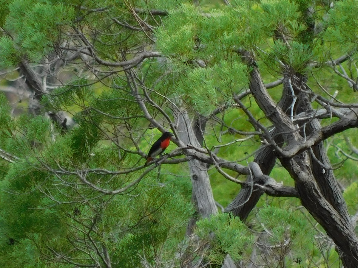 Mistletoebird - ML644805602