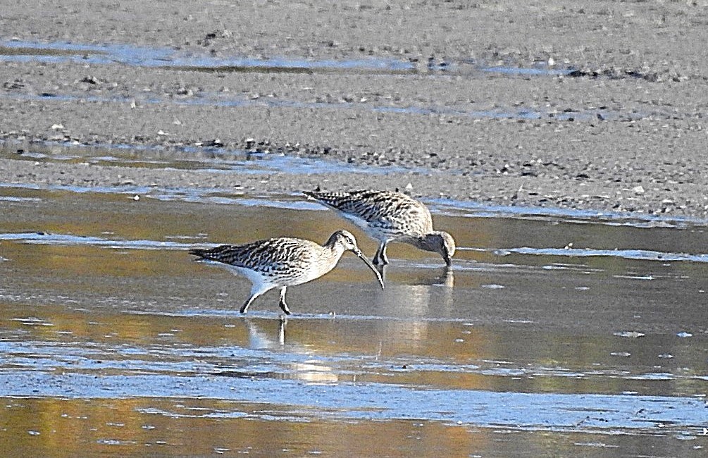 koliha velká - ML644805608