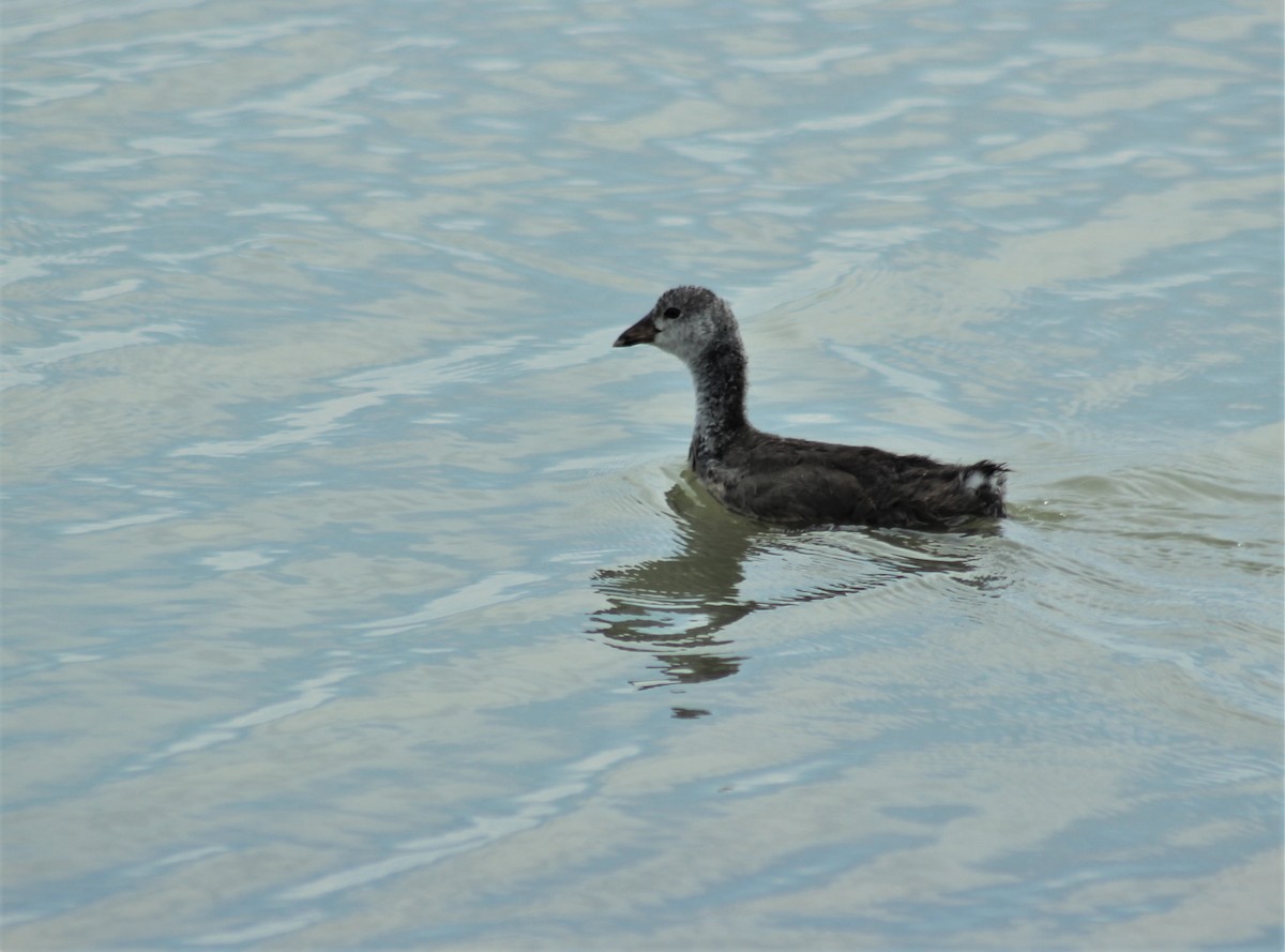 American Coot (Red-shielded) - ML64480561