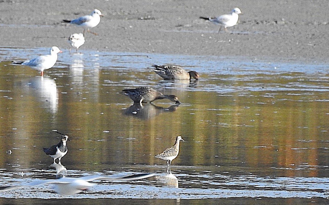 jespák bojovný - ML644805634