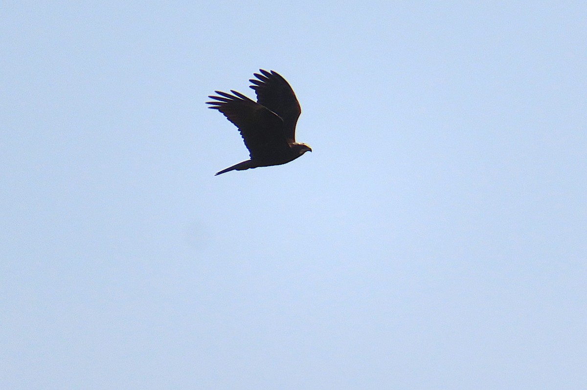 Western Marsh Harrier - ML644805672