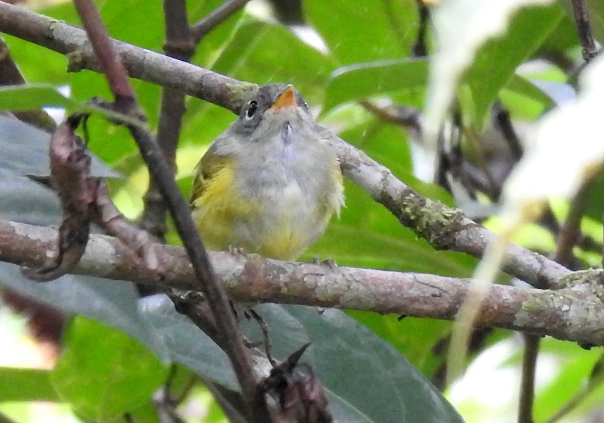 Chestnut-crowned Warbler - ML644805674