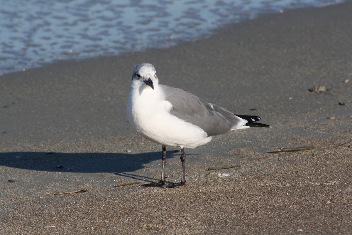 Ацтекская чайка - ML644805683